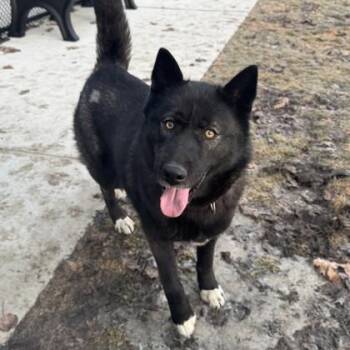 Siberian Husky and Mixed Breed Dogs Available for Adoption - Shelby | PetCurious
