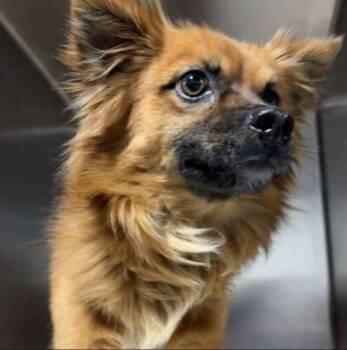 JD -  Chihuahua Dog Available for Adoption - JD | PetCurious