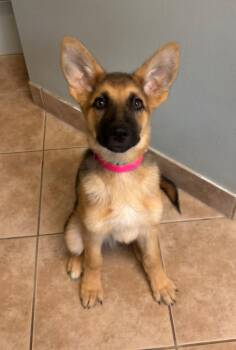 Skeeter -  German Shepherd Dog Dog for Adoption in Viroqua, Wisconsin - Skeeter | PetCurious
