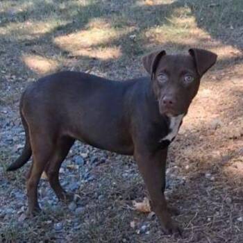 Whitley -  Labrador Retriever and Mixed Breed Dog for Adoption in Medfield, Massachusetts - Whitley | PetCurious