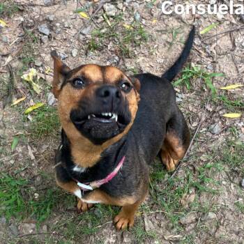 Consuela -  Shepherd Dog for Adoption in Little Rock, Arkansas - Consuela | PetCurious
