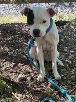 Rescue Boxer and Mixed Breed Dogs for Adoption in Chester, South Carolina - TRAXX | PetCurious