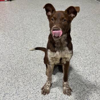 Spencer -  Cattle Dog and Mixed Breed Dog for Adoption in Newberg, Oregon - Spencer | PetCurious
