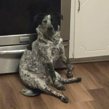 Australian Cattle Dog Blue Heeler Dogs Available for Adoption - Pepper | PetCurious