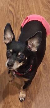 Lucy -  Chihuahua and Dachshund Dog for Adoption in Maiden, North Carolina - Lucy | PetCurious