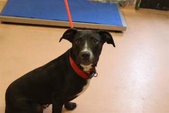 Rescue Mixed Breed Dogs for Adoption in Columbia, South Carolina - BIG FOOT | PetCurious