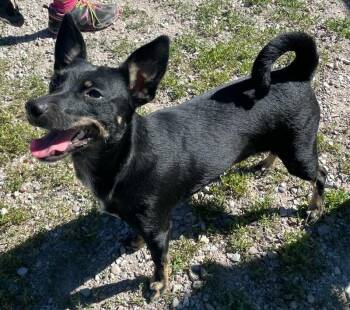 Gracie -  Miniature Pinscher Dog for Adoption in Polson, Montana - Gracie | PetCurious