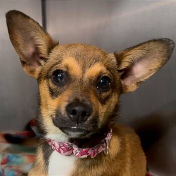 Miniature Pinscher Dogs Available for Adoption in Tampa, Florida - Redwood | PetCurious