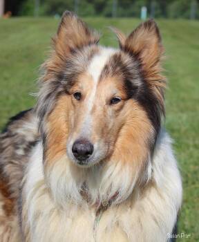Duchess -  Collie Dog for Adoption in Chantilly, Virginia - Duchess | PetCurious