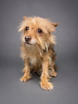 Barney -  Yorkshire Terrier and Mixed Breed Dog for Adoption in Bowling Green, Kentucky - Barney | PetCurious