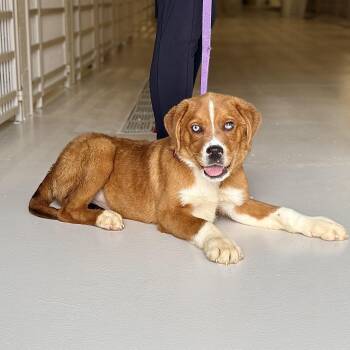 Mastiff and Australian Cattle Dog Blue Heeler Dogs Available for Adoption in Chicago, Illinois - Peaky | PetCurious