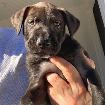 Pointer and Retriever Dogs Available for Adoption - Eeyore | PetCurious