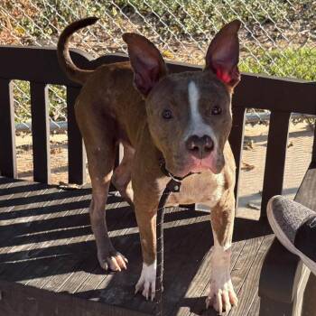 Akio -  Mixed Breed Dog for Adoption in Edwardsville, Illinois - Akio | PetCurious