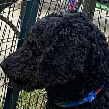 Poodle Dogs Available for Adoption - Rosie | PetCurious