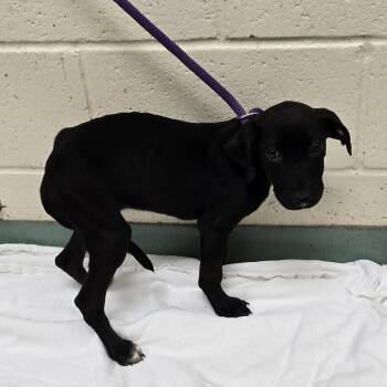 Rescue Mixed Breed Dogs for Adoption in Memphis, Tennessee - Athena | PetCurious