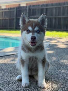 Maisie -  Husky and Terrier Dog for Adoption in Bloomfield, Connecticut - Maisie | PetCurious