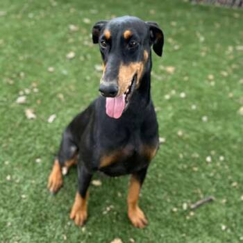 Sophie -  Doberman Pinscher Dog for Adoption in Red Bluff, California - Sophie | PetCurious