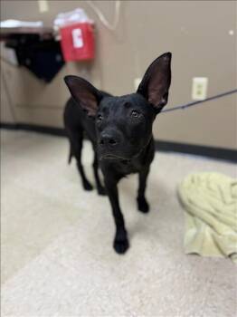Rescue Australian Kelpie and Mixed Breed Dogs for Adoption in Conroe, Texas - JAR JAR BINKS | PetCurious