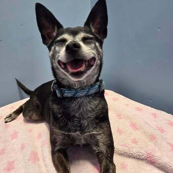 Chihuahua Dogs Available for Adoption - Sammy | PetCurious