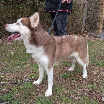 Husky Dogs Available for Adoption - Sky | PetCurious