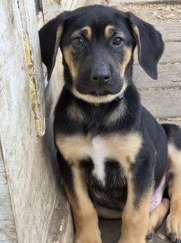 Hound and Belgian Shepherd Malinois Dogs Available for Adoption in Holiday Hills, Illinois - Trusty | PetCurious