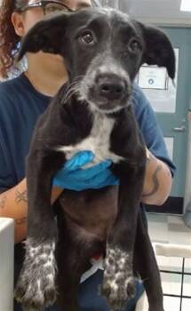 WILLOW -  Australian Cattle Dog Blue Heeler Dog for Adoption in Oklahoma City, Oklahoma - WILLOW | PetCurious