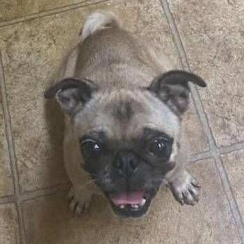 Ima BW -  Pug Dog for Adoption in Austin, Texas - Ima BW | PetCurious