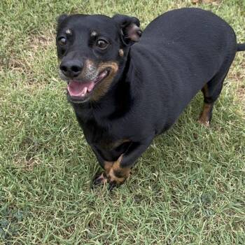 Chico -  Dachshund Dog for Adoption in Pelham, New Hampshire - Chico | PetCurious