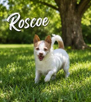Jack Russell Terrier Dogs Available for Adoption in Momence, Illinois - Roscoe | PetCurious