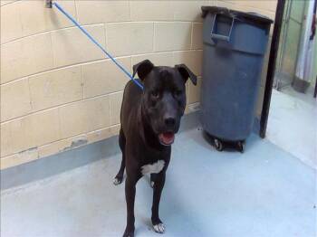 DRACO -  Pit Bull Terrier Dog for Adoption in Tulsa, Oklahoma - DRACO | PetCurious