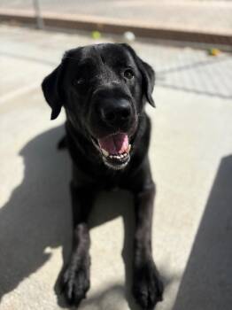 Oliver -  Labrador Retriever Dog for Adoption in Twentynine Palms, California - Oliver | PetCurious
