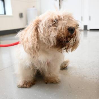 Thor -  Maltese and Mixed Breed Dog for Adoption in New York, New York - Thor | PetCurious