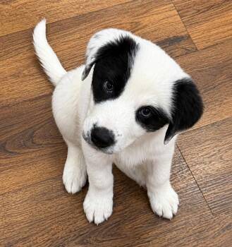 Great Pyrenees Dogs Available for Adoption in Kiowa, Oklahoma - Eliot | PetCurious