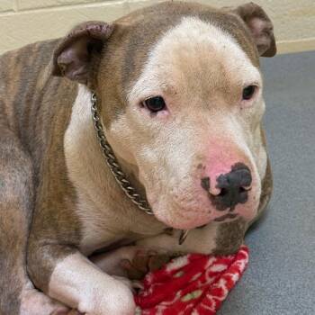 Busta -  Pit Bull Terrier Dog for Adoption in Winston-salem, North Carolina - Busta | PetCurious