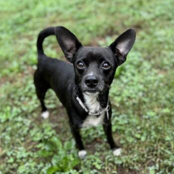 Finbar -  Chihuahua and Mixed Breed Dog for Adoption in Fredericksburg, Virginia - Finbar | PetCurious