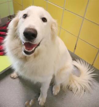 Great Pyrenees and Mixed Breed Dogs Available for Adoption - Smiley Miley | PetCurious