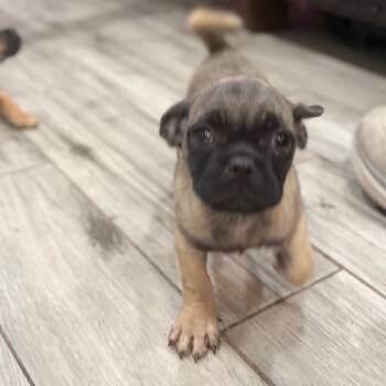 Darla -  Pug and Mixed Breed Dog for Adoption in Phoenix, Arizona - Darla | PetCurious