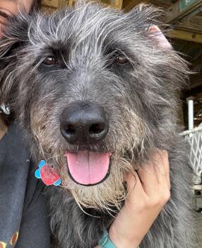 Standard Poodle and Great Pyrenees Dogs Available for Adoption in Baker, Louisiana - Puddles | PetCurious