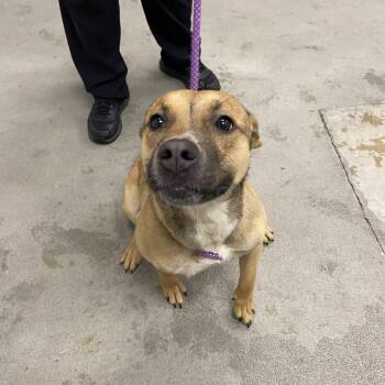 German Shepherd Dog Dogs Available for Adoption - Dolly Parton | PetCurious