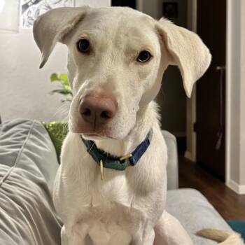 Labrador Retriever Dogs Available for Adoption in Austin, Texas - Olaf | PetCurious
