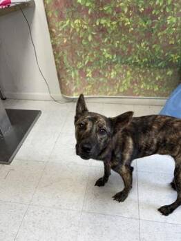 Fable -  Terrier and Shepherd Dog for Adoption in San Antonio, Texas - Fable | PetCurious