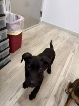 Mixed Breed Dogs Available for Adoption in Largo, Florida - Noodle | PetCurious