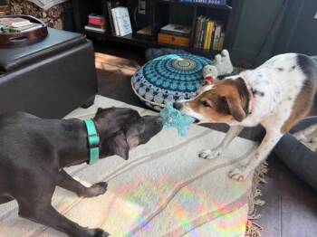 Stitch -  Mixed Breed Dog for Adoption in Cincinnati, Ohio - Stitch | PetCurious