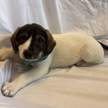 Yellow Roses -  Mixed Breed Dog for Adoption in Canal Winchester, Ohio - Yellow Roses | PetCurious
