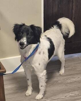 Mixed Breed Dogs Available for Adoption in Emmett, Idaho - Callie | PetCurious