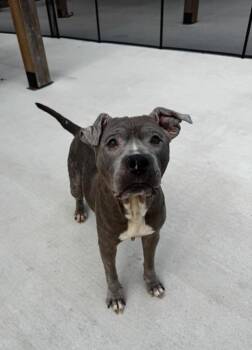 American Bulldog Dogs Available for Adoption in Lakeland, Florida - Harriet | PetCurious