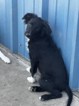 Rescue Australian Shepherd Dogs for Adoption in Hallsville, Missouri - Larry (mini Aussie) | PetCurious