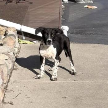Mitsy -  Australian Cattle Dog Blue Heeler and Mixed Breed Dog for Adoption in Northville, Michigan - Mitsy | PetCurious