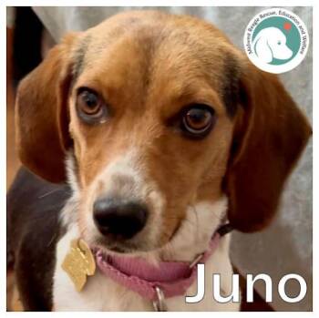 Beagle Dogs Available for Adoption in Wadsworth, Illinois - Juno | PetCurious