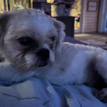 Shih Tzu Dogs Available for Adoption in Rockville, Maryland - Furby | PetCurious